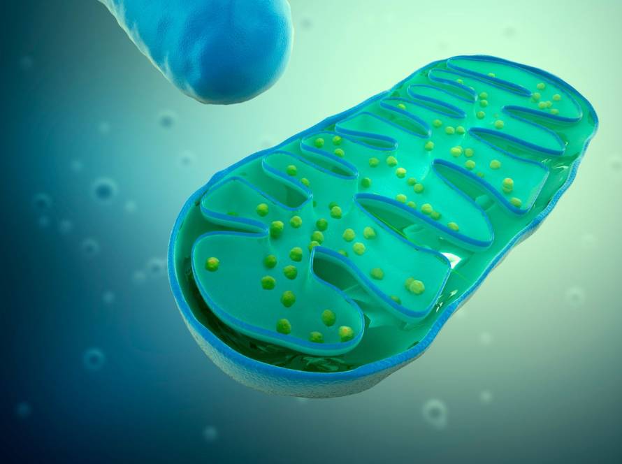 mitochondria