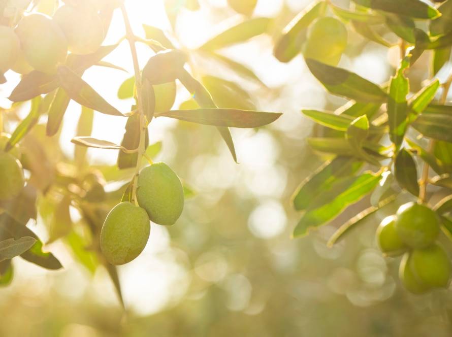 mediterranean diet and longevity