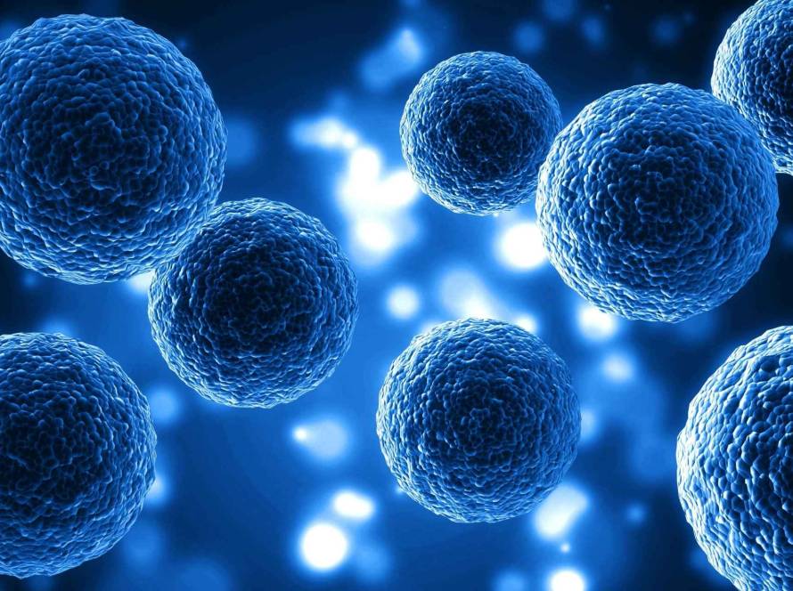 study AP2A1 modulates cell states between senescence rejuvenation