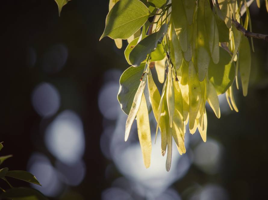 study dalbergia sisso leaves anti aging