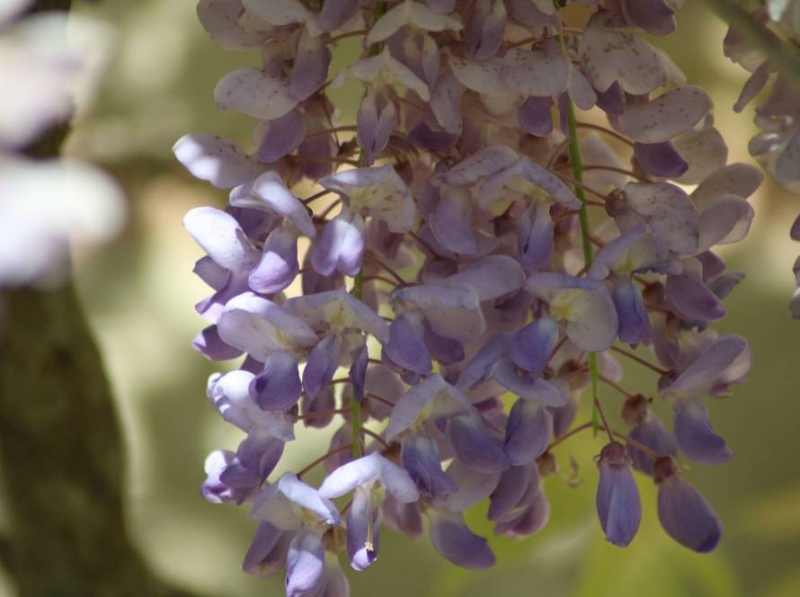 glycine anti aging