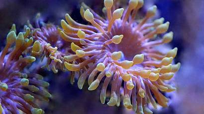 What are marine natural products
