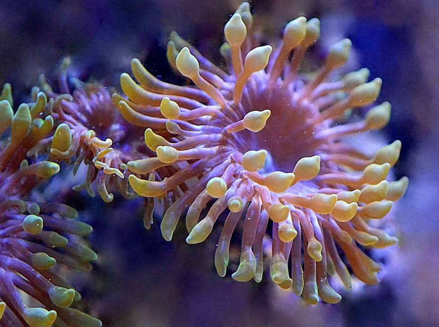 What are marine natural products