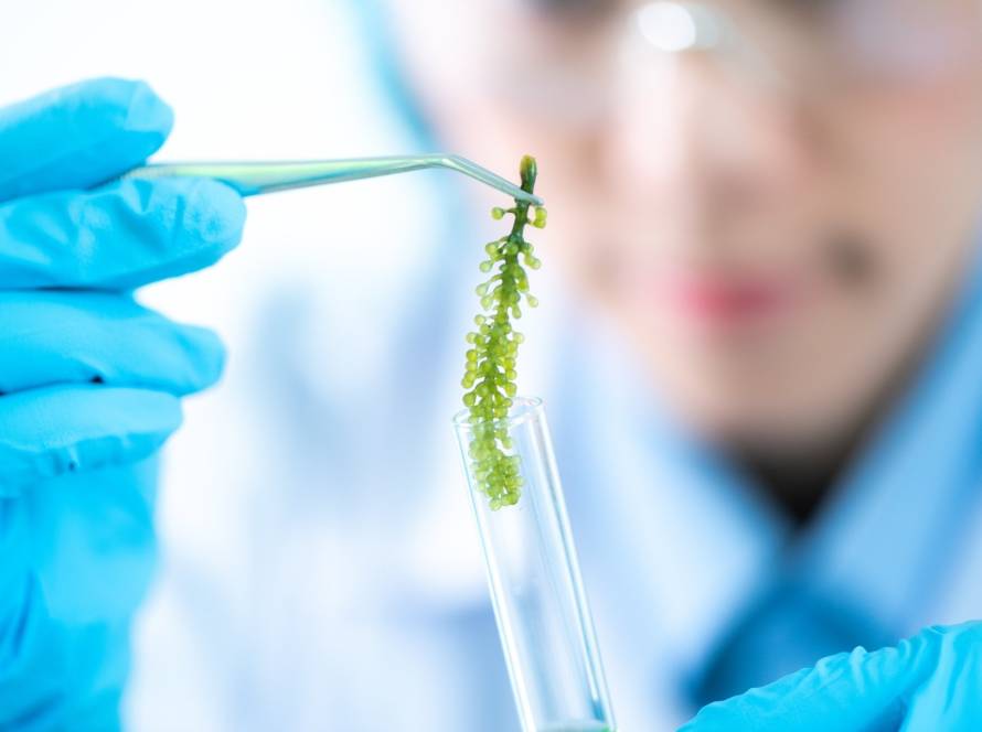 what is the difference between algae and microalgae