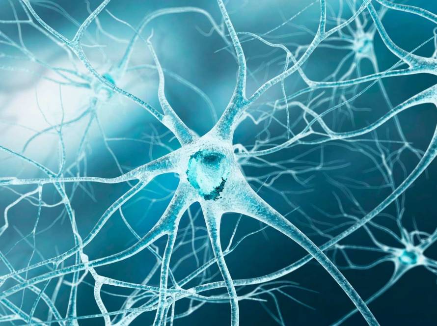 what is the function of dendritic cells