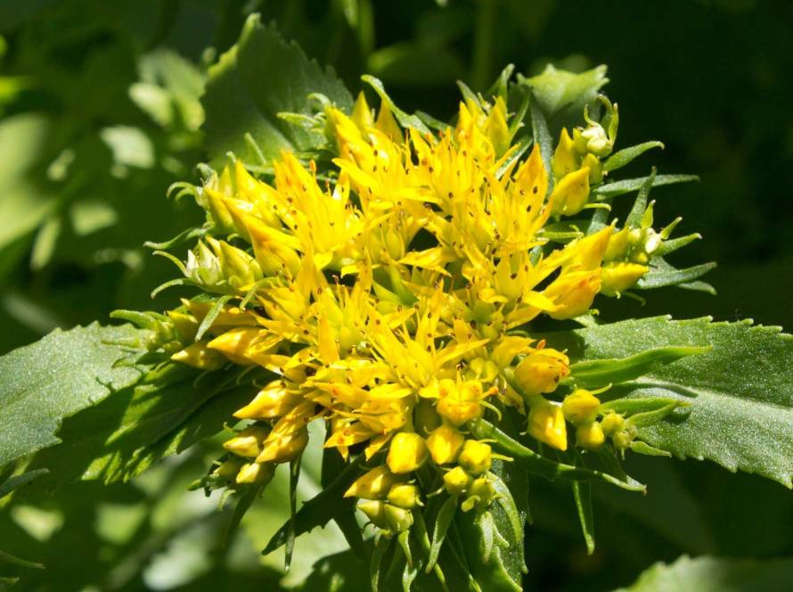 rhodiola anti aging