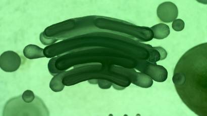 structure and function of the golgi apparatus