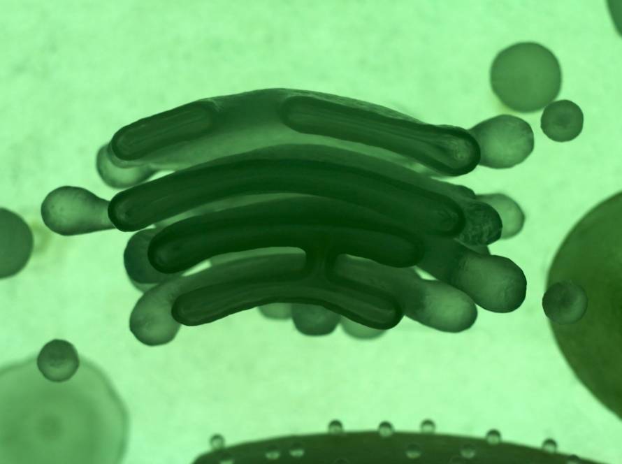 structure and function of the golgi apparatus