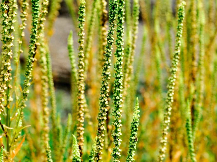 what is luteolin good for