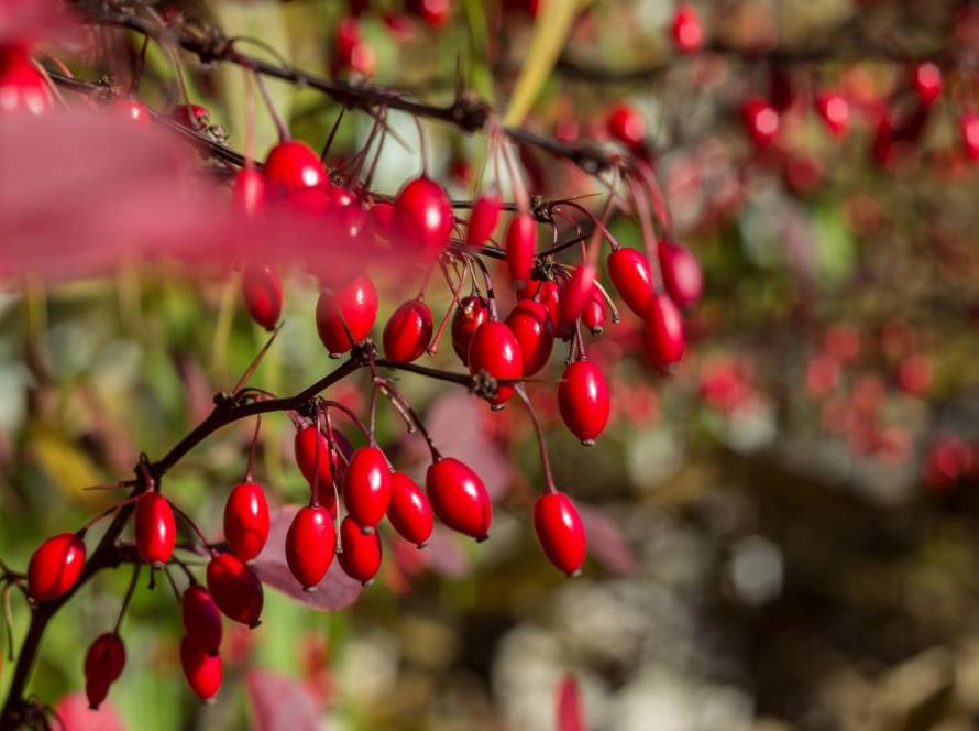 when to take berberine supplement